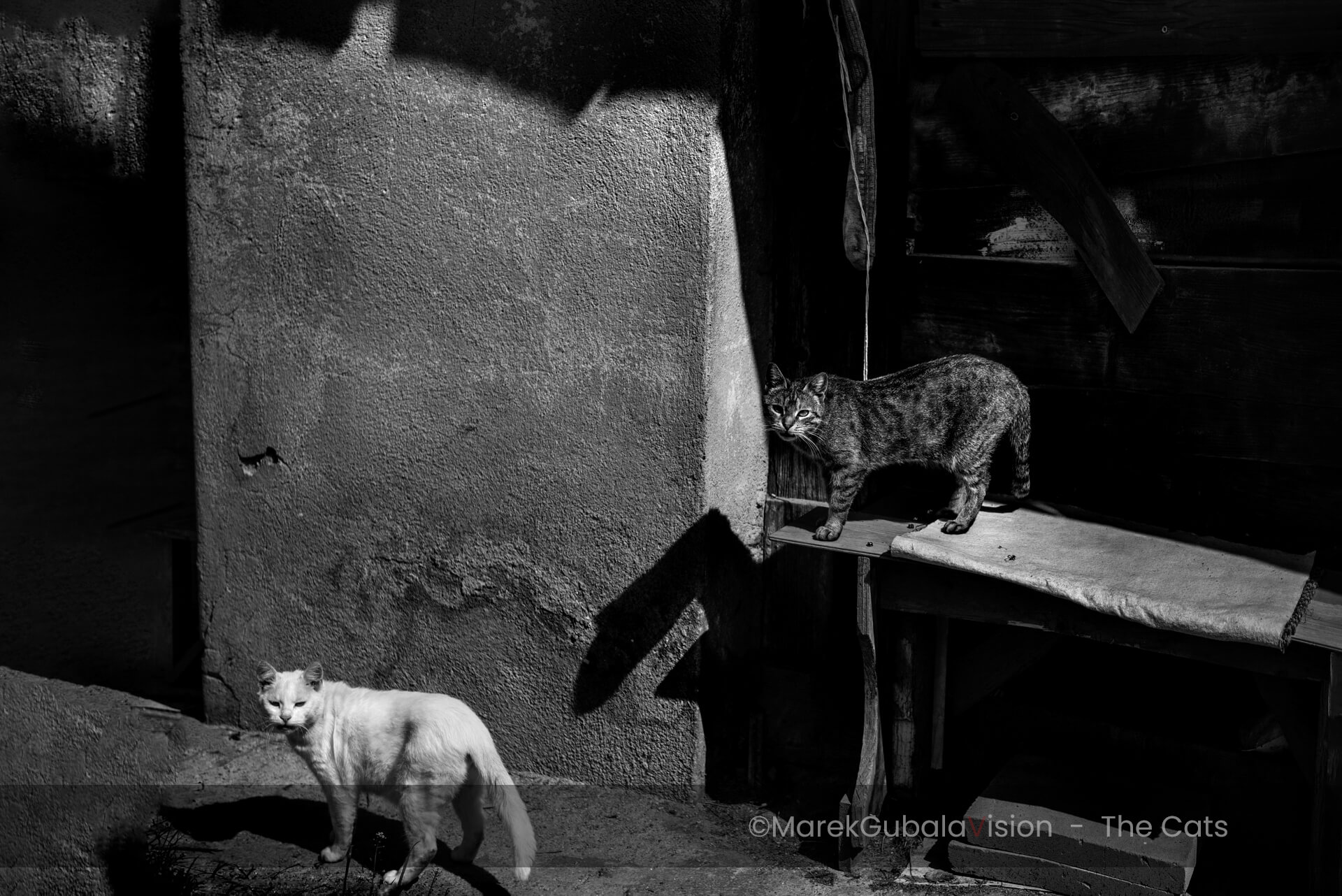 zdjęcie Marka Gubały