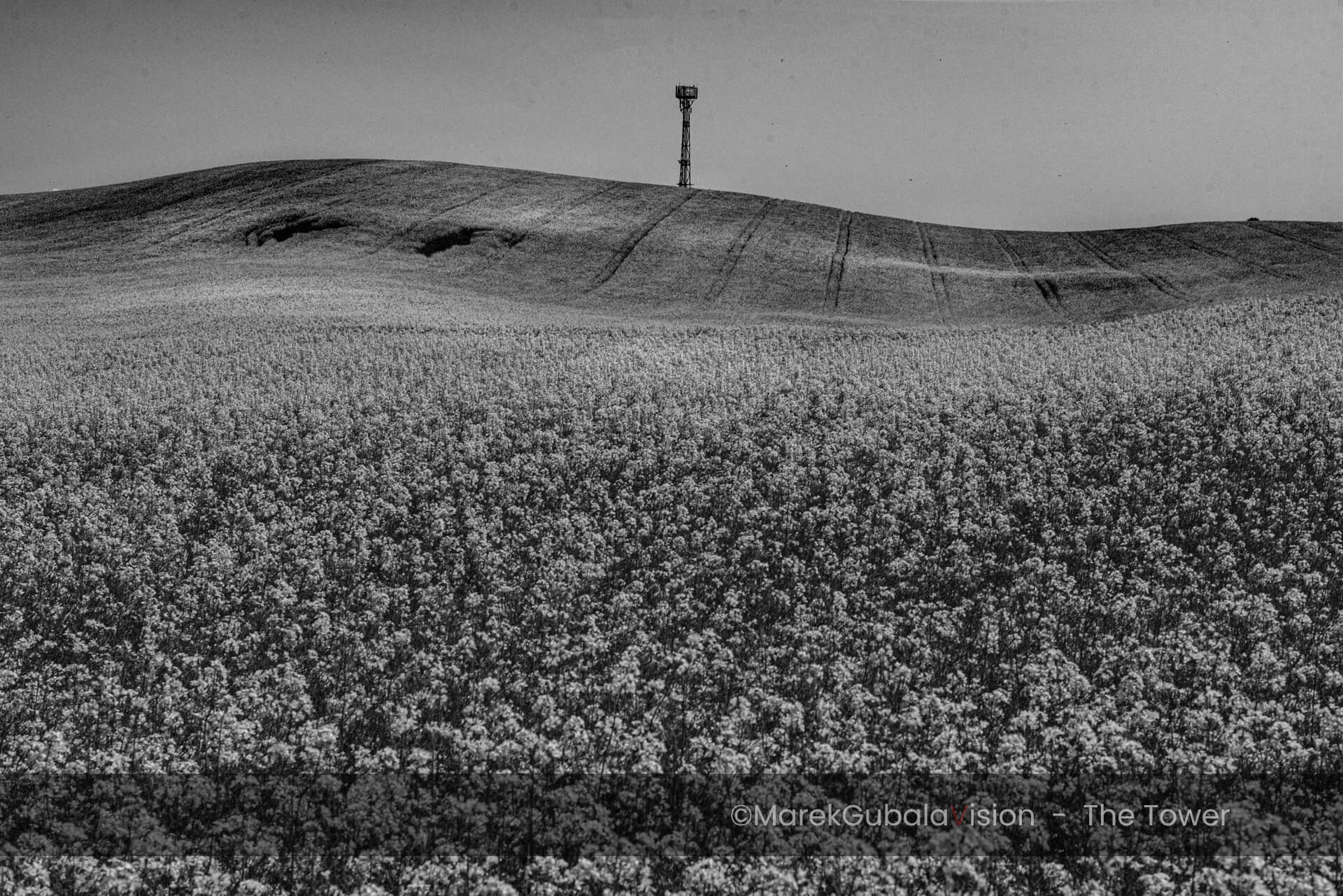 zdjęcie Marka Gubały