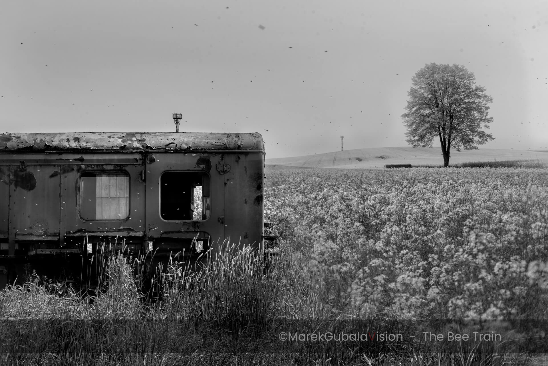 zdjęcie Marka Gubały